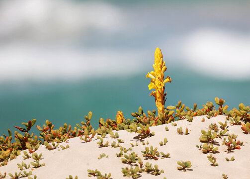 A cistanche on Atalanta Beach in the north of Boa Vista Island, Cape Verde, Africa
