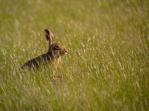 Brown Hare in a field of Wheat