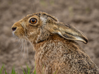 Close up of a Brown Hare in a field © philscarlett.co.uk