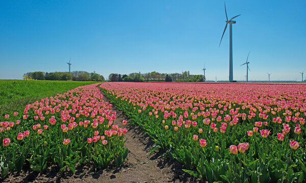 Field with colorful flowers in bright sunlight in springtime, Almere, Flevoland, The Netherlands, April 21, 2026
