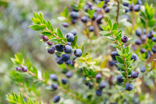 Close view of ripe blueberries growing on a bush under bright sunlight in a garden during summer months