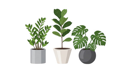 Potted plant vector monstera ficus zamioculcas indoor botanical set © Shakib