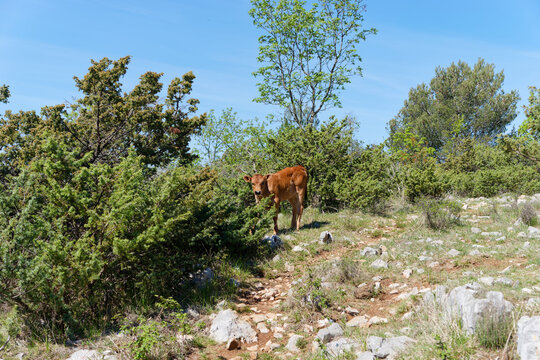 Young Busa cattle calf standing among green juniper bushes on a rocky pasture in Dalmatinska Zagora near Kastela, Croatia