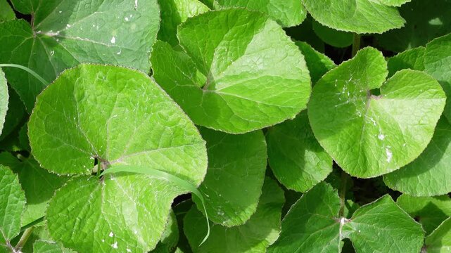 Slow camera movement over winter heliotrope leaves seamless loop