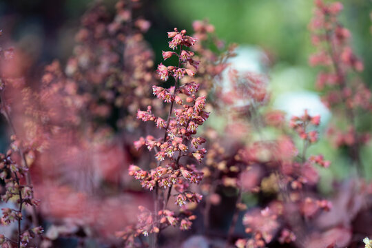The flowers of a Heuchera plant. Common names include alumroot and coral bells. Native American peoples used some Heuchera species medicinally.