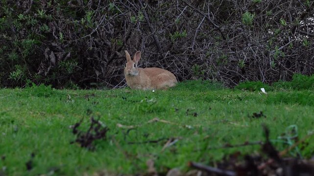 Wild rabbit eating grass and looking around