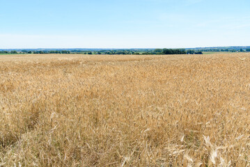 Fototapeta premium View of a barley field in a rural landscape on a clear summer day