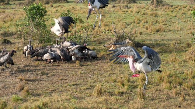Group vultures and marabou storks feeding on carcass in african savannah while black-backed jackal trying to take prey from scavengers, highlighting struggle of animals for food. Scavengers eat prey