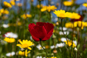 Fototapeta premium Single red poppy among yellow and white wildflowers.