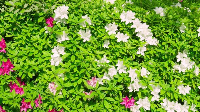 ツツジの花から花へと花粉を求めて飛び回るミツバチ