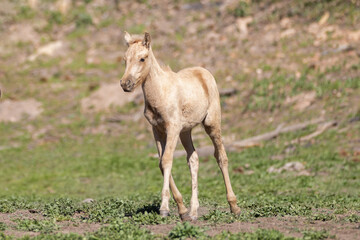 Fototapeta premium Palomino wild horse baby colt in the Apache Sitgreaves National Forest mountains in Heber Arizona United States