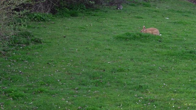 Brown and grey wild rabbits grazing together in field