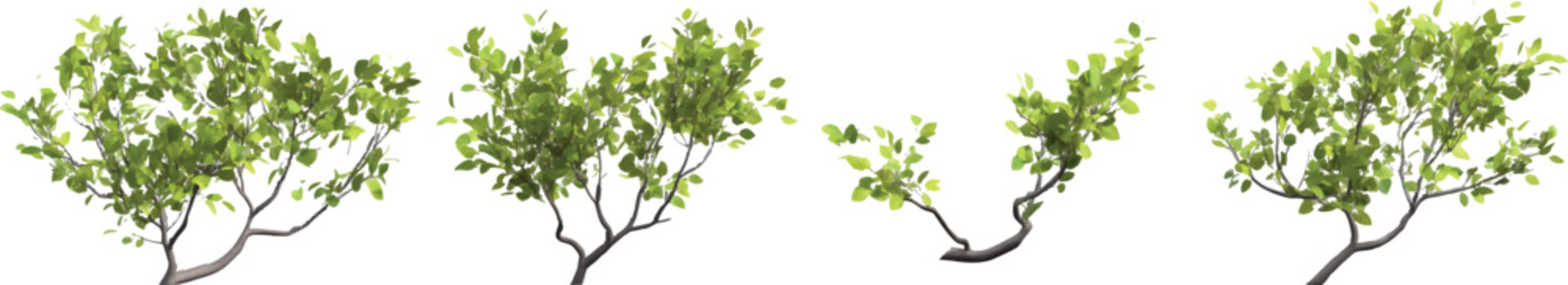 3d realistic model, multiple views of green tree branches with leaves, on a transparent background