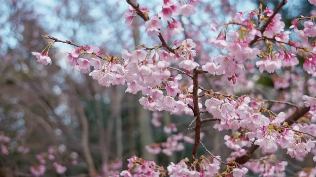 背景がぼけた桜の枝