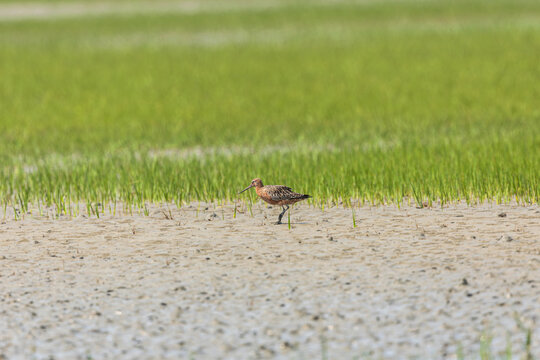 Bar-tailed Godwit (Limosa lapponica) at Patibunia Bearch, South 24 Parganas, West Bengal, India,