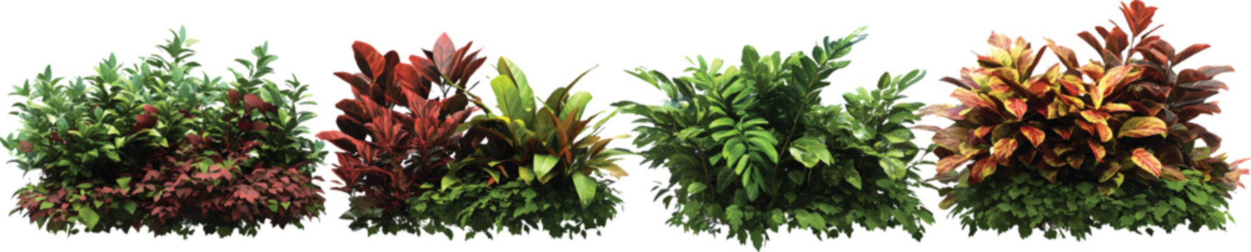 4 different plants, dark red and green colors, white background