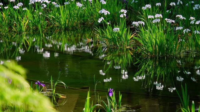 静かな水面に映る白いカキツバタと穏やかな春の日差し