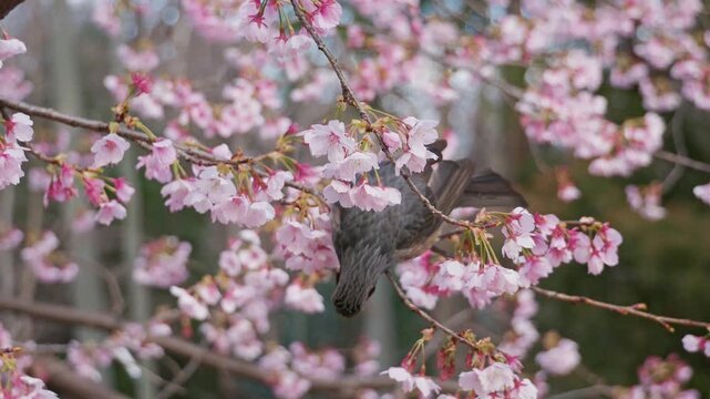 ヒヨドリが桜の花を啄む様子