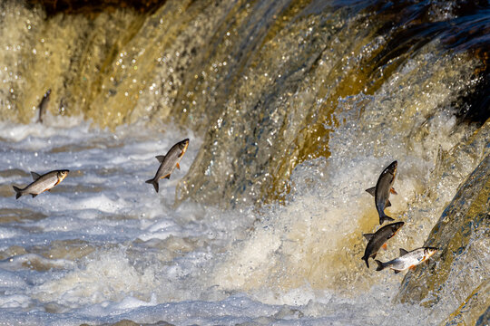 Fishes go for spawning upstream, jumping over waterfall.