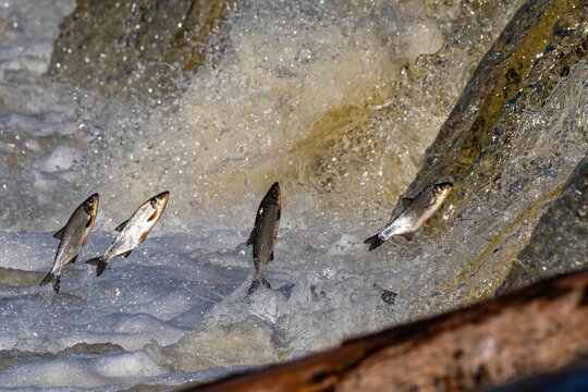 Fishes go for spawning upstream, jumping over waterfall.