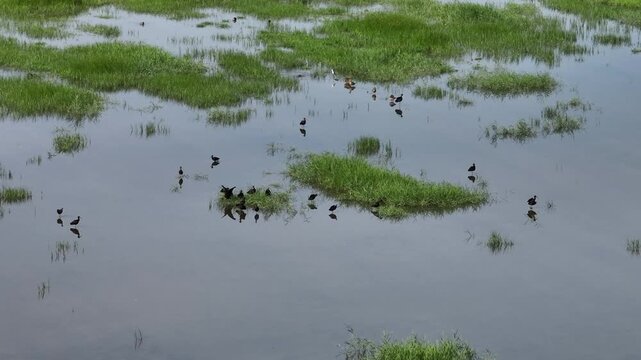 Aerial view of Camargue wetland with shallow water pools green grassy patches and many water birds wading or swimming under bright daylight