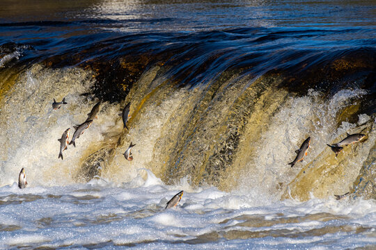 Fishes go for spawning upstream, jumping over waterfall.