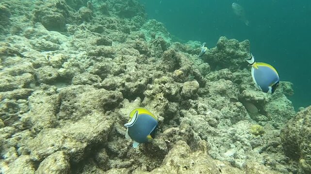 Acanthurus leucosternon, commonly known as the blue surgeonfish, powder blue tang or powder-blue surgeonfish, is a species of marine ray-finned fish belonging to the family Acanthuridae