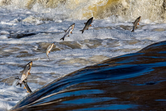 Fishes go for spawning upstream, jumping over waterfall.
