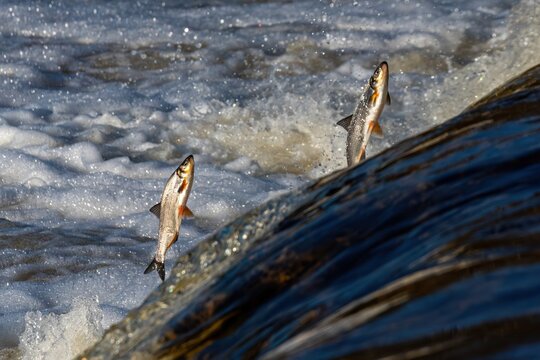 Fishes go for spawning upstream, jumping over waterfall.