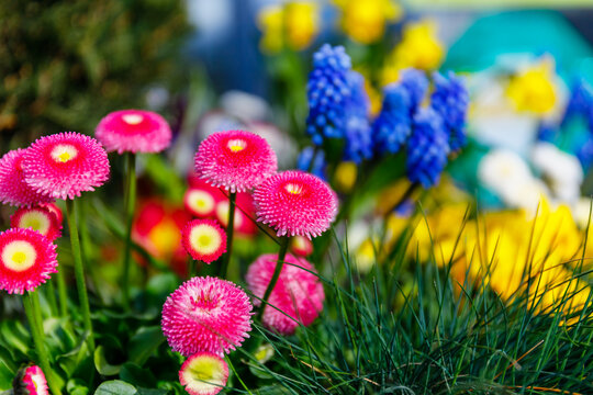 Bright flowers bloom in a garden during springtime showcasing various colors and types of plants in a lively setting