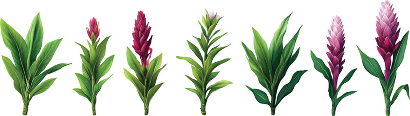 Fototapeta premium a set of realistic digital illustrations showing the growth stages, on a transparent background