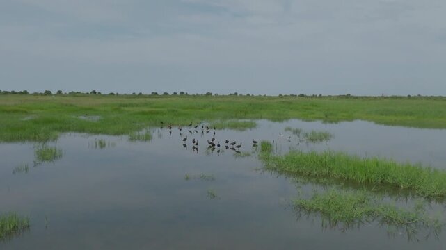 Flock of dark water birds taking flight from shallow wetland with green grassy patches and calm water reflections under overcast sky