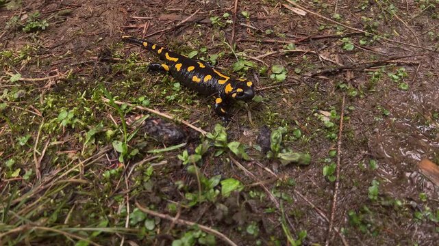 Fire salamander standing on wet mossy ground