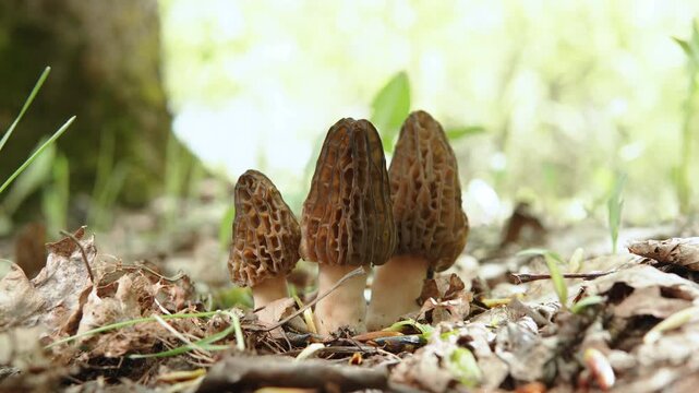 Beautiful family of morel mushrooms growing in spring forest in sunlight. Fresh wild delicacy exclusive mushrooms intended for elite cuisine and culinary use.