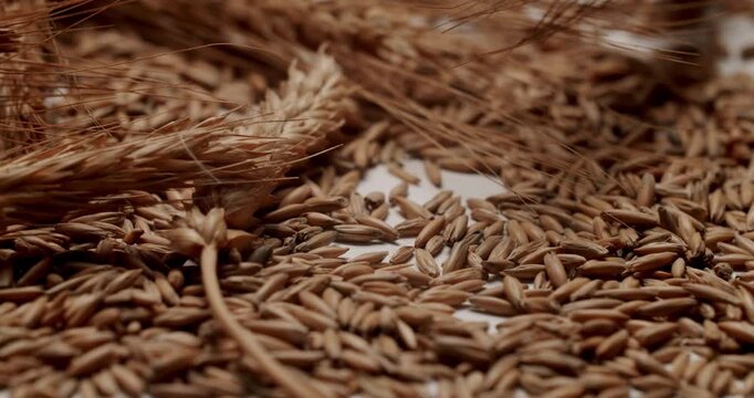 Macro shot representing the concept of harvesting, agriculture, and healthy organic food production. Macro view of spinning dry stalks and harvested oat grains on a white background