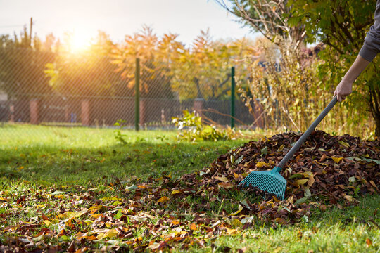 Person raking autumn leaves in the garden.