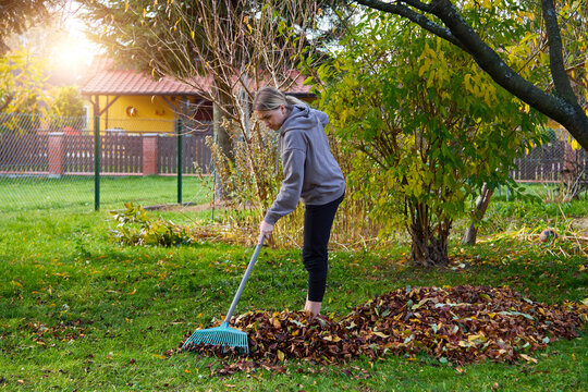 A young woman is cleaning up dry autumn leaves in the yard.