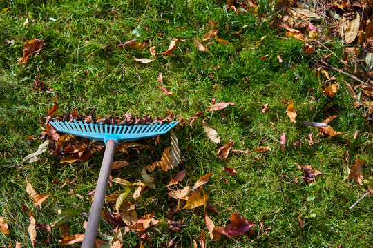 Person raking autumn leaves in the garden.