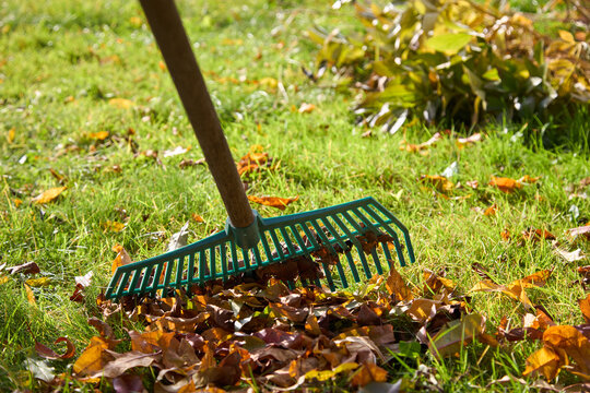 Close-up of green plastic rake with autumn leaves on lawn.