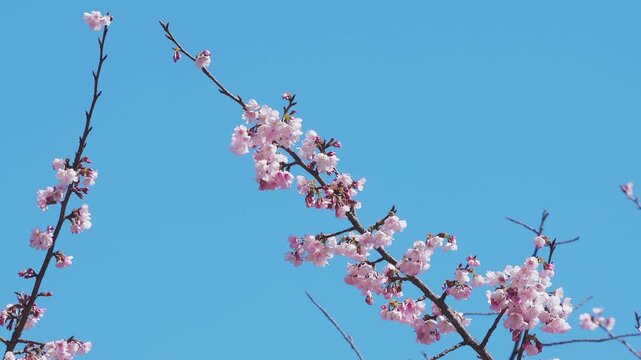 背景に鳥の群れが飛んでいく満開が近い桜の枝