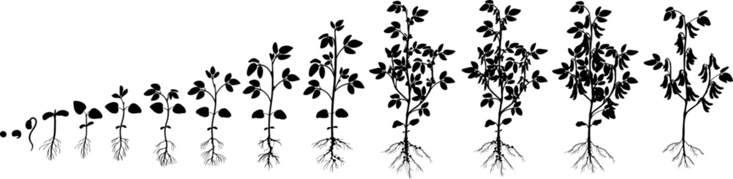 Black silhouette of Soybean (Glycine max) life cycle with root system and nitrogen-fixing nodules, growth stages from seed germination to maturity, botanical vector illustration. Scientific agronomy i