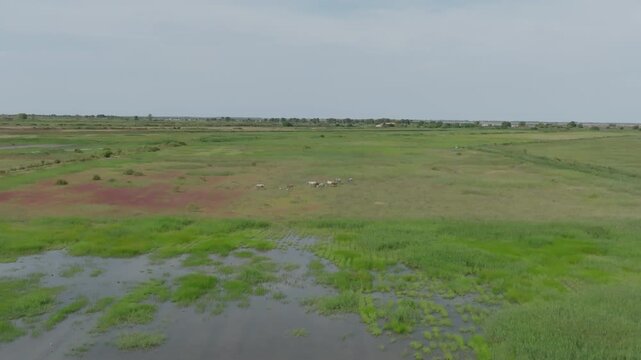 Aerial view of Camargue wetland with small flock of white horses grazing in green and reddish marshland with water patches under bright sky