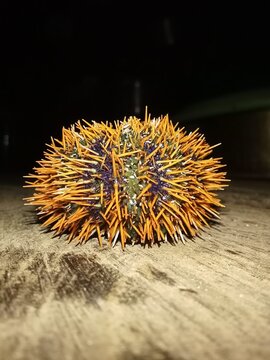 Beautiful Colorful Sea urchin From Halmahera Selatan.