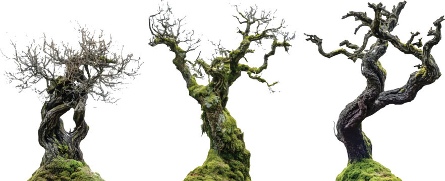 three different types of dead trees covered in moss, against a transparent background