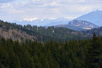 Obraz premium Panoramic view of Bucegi mountains from spruce forest
