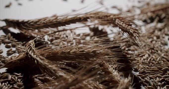 Golden dry wheat ears and organic grains falling and bouncing in slow motion. Healthy cereal and agriculture concept isolated on a clean, bright background representing harvest and nutrition