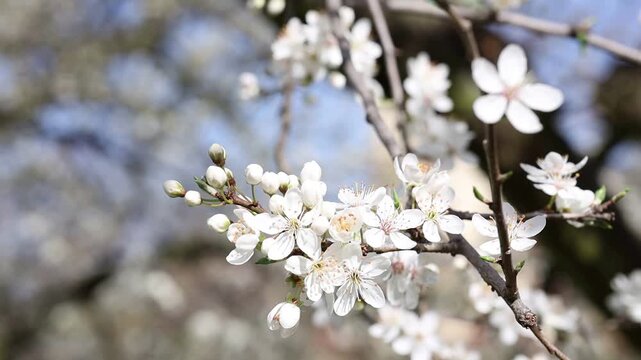 Blooming wild plum flowers on branch in Petrin Hill park in Prague, Czech Republic. Bright spring sunlight and soft blurred background create natural seasonal atmosphere.