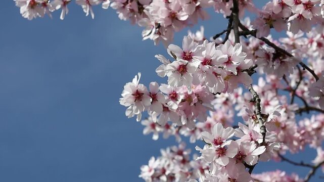 Blooming spring tree covered with delicate pink blossoms against clear blue sky. Bright seasonal nature scene suitable for spring backgrounds, floral designs, and environmental themes.