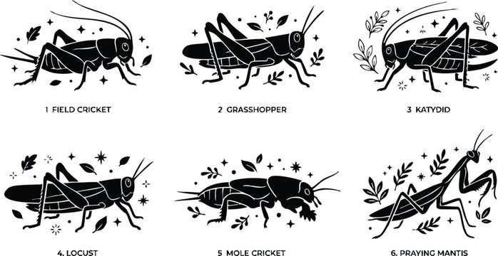 Six different insects including field cricket katydid and praying mantis