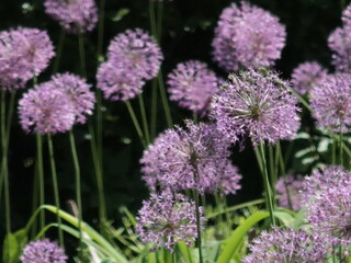 Obraz premium decorative onion bloom